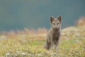 Dovrefjell: Arctic Fox