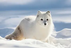 Trndelag: Arctic Fox