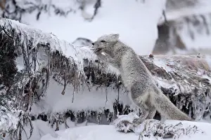 Carcass: Arctic Fox