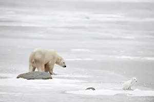Lagopus: Arctic Fox
