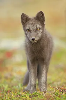 Lagopus: Arctic Fox