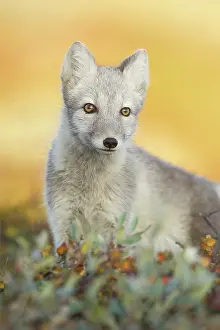 Lagopus: Arctic Fox
