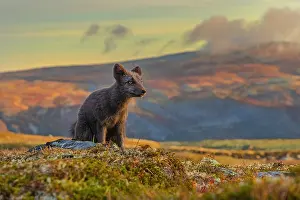 Oppland: Arctic Fox - an almost adult dark brown Blue fox