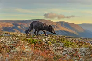 130319: Arctic Fox - an almost adult dark brown Blue fox