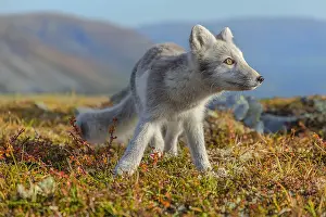 Oppland: Arctic Fox - an almost adult white Arctic fox cub