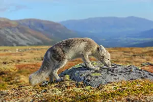 Oppland: Arctic Fox - an almost adult white Arctic fox cub