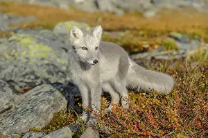 Oppland: Arctic Fox - an almost adult white Arctic fox cub