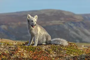 Oppland: Arctic Fox - an almost adult white Arctic fox cub