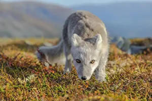 Oppland: Arctic Fox - an almost adult white Arctic fox cub