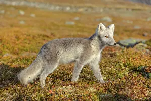 Oppland: Arctic Fox - an almost adult white Arctic fox cub