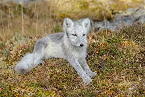 Oppland: Arctic Fox - an almost adult white Arctic fox cub