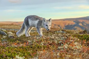 Oppland: Arctic Fox - an almost adult white Arctic fox cub