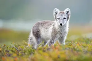 Dovrefjell: Arctic fox (alopex lagopus), autumn, Dovrefjell