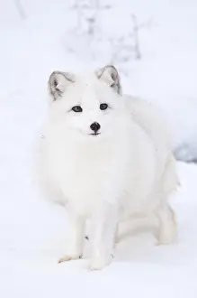 Circumpolar: Arctic fox (Alopex lagopus), circumpolar distribution