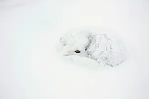 Arctic Fox (Alopex lagopus) curled up in