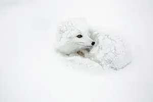 Napping: Arctic Fox (Alopex lagopus) curled up in