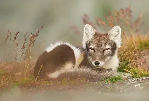Rolled: Arctic fox (alopex lagopus) dormant, coiled, Dovrefjell