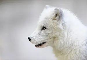 Alopex: Arctic Fox (Alopex lagopus), portrait