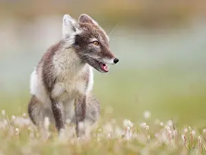 Dovrefjell: Arctic fox (alopex lagopus), sitting in blooming