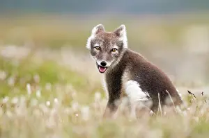Dovrefjell: Arctic fox (alopex lagopus) sitting in blooming