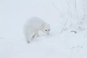 Alopex: Arctic Fox (Alopex lagopus) in snow Churchill