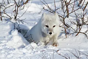 Alopex: Arctic Fox (Alopex lagopus) in snow in winter