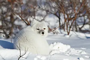 Alopex: Arctic Fox (Alopex lagopus) in snow in winter