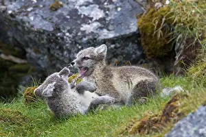 Attack: Arctic fox (Alopex lagopus) (Vulpes lagopus), white