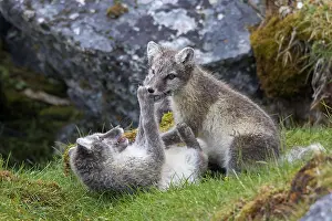 Attack: Arctic fox (Alopex lagopus) (Vulpes lagopus), white