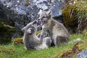 Attack: Arctic fox (Alopex lagopus) (Vulpes lagopus), white
