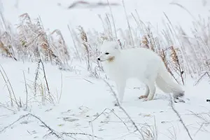 Omnivore: Arctic Fox (Alopex lagopus) in winter Churchil