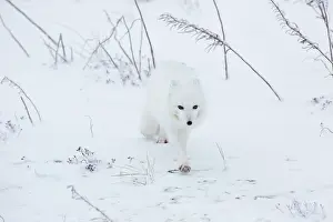 Omnivore: Arctic Fox (Alopex lagopus) in winter Churchil