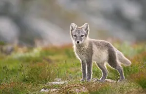 Fell: Arctic fox (alopex lagopus), young animal in Fjell