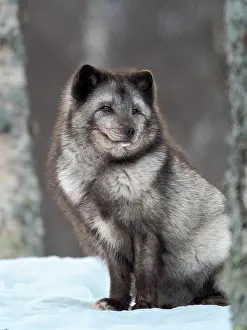 Zwick: Arctic Fox, blue morph, in deep snow during winter