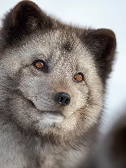 Zwick: Arctic Fox, blue morph, in deep snow during winter