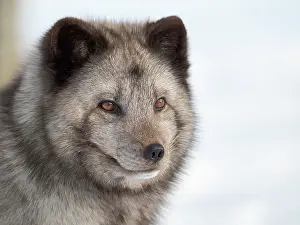 Zwick: Arctic Fox, blue morph, in deep snow during winter