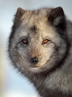 Zwick: Arctic Fox, blue morph, in deep snow during winter