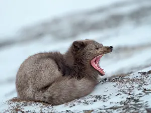 Tooth: Arctic fox, blue morph, in snow during winter close to