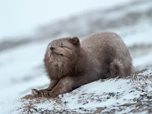 Stretching: Arctic fox, blue morph, in snow during winter close to
