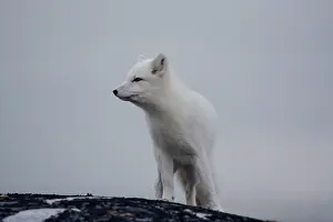Alopex: Arctic fox in Churchill Manitoba Canada