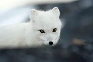 Alopex: Arctic fox in Churchill Manitoba Canada