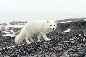 Alopex: Arctic fox in Churchill Manitoba Canada