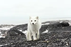 Alopex: Arctic fox in Churchill Manitoba Canada