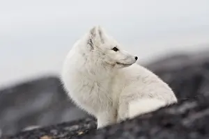 Alopex: Arctic fox in Churchill Manitoba Canada