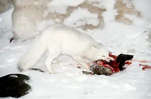 Killing: ARCTIC FOX - eating bird