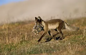 Lemming: ARCTIC FOX - eating lemmings
