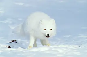 Hispida: Arctic Fox feeds on carrion of a Ringed Seal (Phoca