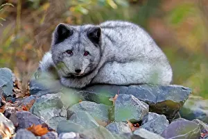 Defensive: Arctic Fox or Polar Fox (Alopex lagopus)