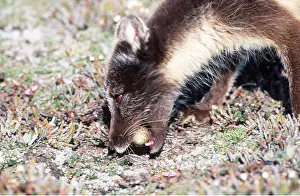 Biting: ARCTIC FOX - predating bird egg