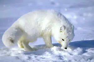 Kara: Arctic Fox searches for food, sniffing lemmings